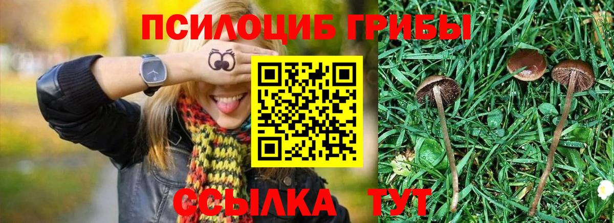 Новокузнецк  Галлюциногенные грибы Cubensis  Вход с VPN  Галлюциногенные грибы MAGIC MUSHROOMS 